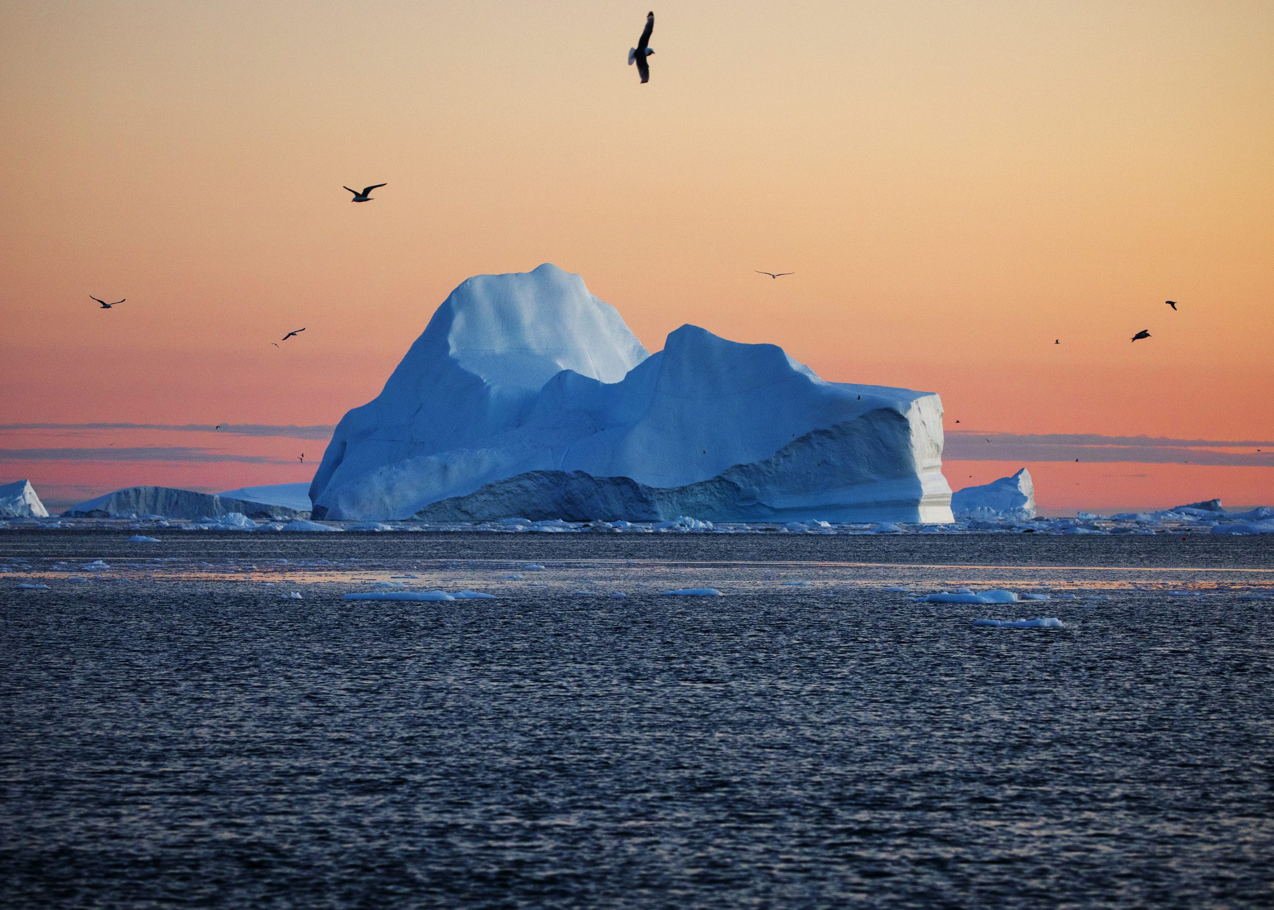 Seagulls fly around an iceberg in Disko Bay outside of Ilulissat on Wednesday, August 4, 2021. The giant ice sculptures are pieces of ice that have broken off of the Ilulissat Glacier, also known as Jakobshavn, 40 miles inland. Lauren Petracca/Staff